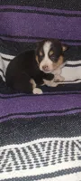 Daisy, a female Pembroke Welsh Corgi for sale in Ringgold, GA – 6 of 10
