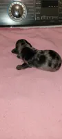 Delilah , a female Miniature Dachshund for sale in Ringgold, GA – 2 of 5