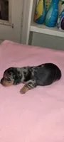 Myrtle, a female Miniature Dachshund for sale in Ringgold, GA – 3 of 5