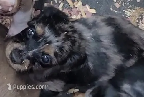 Quint – Miniature Dachshund puppy for sale in Ringgold, GA
