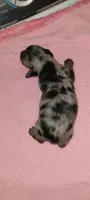 Delilah , a female Miniature Dachshund for sale in Ringgold, GA – 4 of 5
