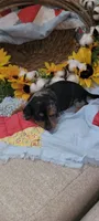 Ellen, a female Miniature Dachshund for sale in Ringgold, GA – 3 of 7
