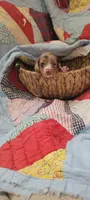 Brody, a male Miniature Dachshund for sale in Ringgold, GA – 4 of 10