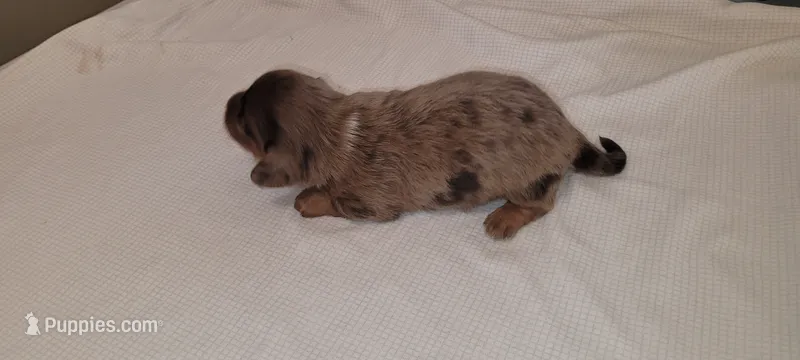 Rocky Road – Miniature Dachshund puppy for sale in Ringgold, GA