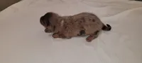 Rocky Road, a male Miniature Dachshund for sale in Ringgold, GA – 2 of 5