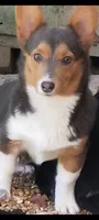 Daisy, a female Pembroke Welsh Corgi for sale in Ringgold, GA – 2 of 10