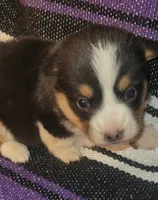 Daisy, a female Pembroke Welsh Corgi for sale in Ringgold, GA – 8 of 10