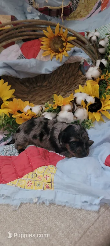 Myrtle – Miniature Dachshund puppy for sale in Ringgold, GA
