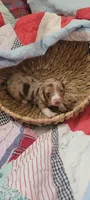 Brody, a male Miniature Dachshund for sale in Ringgold, GA – 2 of 10