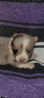 Surprise, a female Pembroke Welsh Corgi for sale in Ringgold, GA – 4 of 6