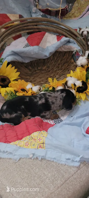 Quint – Miniature Dachshund puppy for sale in Ringgold, GA