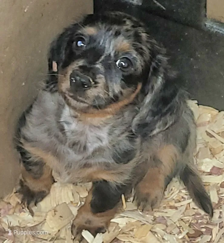 Quint – Miniature Dachshund puppy for sale in Ringgold, GA
