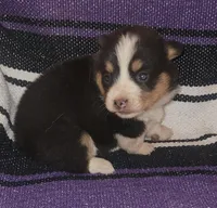 Daisy, a female Pembroke Welsh Corgi for sale in Ringgold, GA – 3 of 10