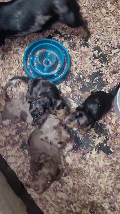 Hooper, a male Miniature Dachshund for sale in Ringgold, GA – 6 of 6