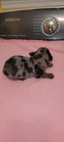 Delilah , a female Miniature Dachshund for sale in Ringgold, GA – 1 of 5