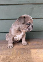 Rocky, a male French Bulldog for sale in Weimar, TX – Photo 3 of 6