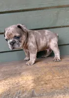 Rocky, a male French Bulldog for sale in Weimar, TX – Photo 6 of 6