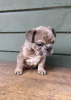 Rocky, a male French Bulldog for sale in Weimar, TX – Photo 4 of 6