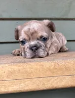 Rocky, a male French Bulldog for sale in Weimar, TX – Photo 1 of 6