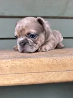 Rocky, a male French Bulldog for sale in Weimar, TX – Photo 2 of 6