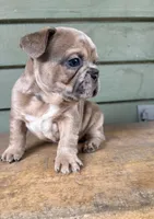 Rocky, a male French Bulldog for sale in Weimar, TX – Photo 5 of 6