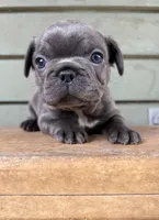 Steel, a male French Bulldog for sale in Weimar, TX – Photo 2 of 4