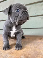 Steel, a male French Bulldog for sale in Weimar, TX – Photo 4 of 4