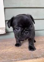 Lulu, a female French Bulldog for sale in Weimar, TX – Photo 4 of 8