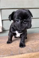 Lulu, a female French Bulldog for sale in Weimar, TX – Photo 7 of 8