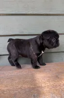 Lulu, a female French Bulldog for sale in Weimar, TX – Photo 3 of 8