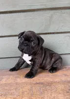 Brown, a male French Bulldog for sale in Weimar, TX – Photo 2 of 5