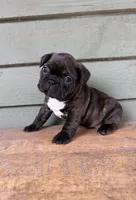 Brown, a male French Bulldog for sale in Weimar, TX – Photo 4 of 5