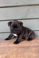 Brown, a male French Bulldog for sale in Weimar, TX – Photo 3 of 5