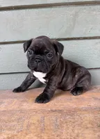Brown, a male French Bulldog for sale in Weimar, TX – Photo 5 of 5