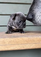 Ellie, a female French Bulldog for sale in Weimar, TX – Photo 2 of 3