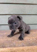 Ellie, a female French Bulldog for sale in Weimar, TX – Photo 3 of 3