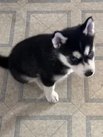 Mia, a female Siberian Husky for sale in Allentown, PA – 2 of 6