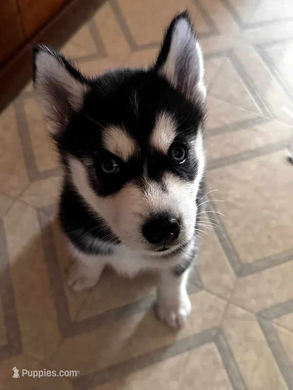 Mia – Siberian Husky puppy for sale in Allentown, PA