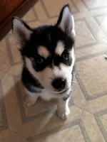 Mia, a female Siberian Husky for sale in Allentown, PA – 1 of 6