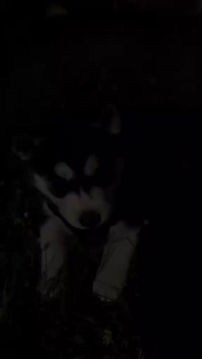 Mia, a female Siberian Husky for sale in Allentown, PA – 6 of 6