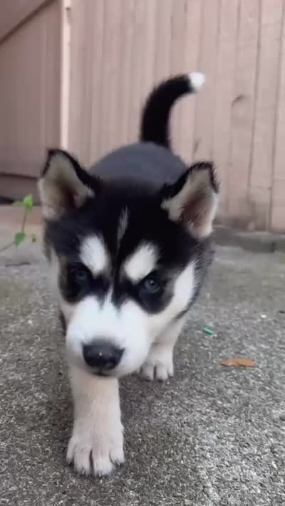 Mia, a female Siberian Husky for sale in Allentown, PA – 5 of 6