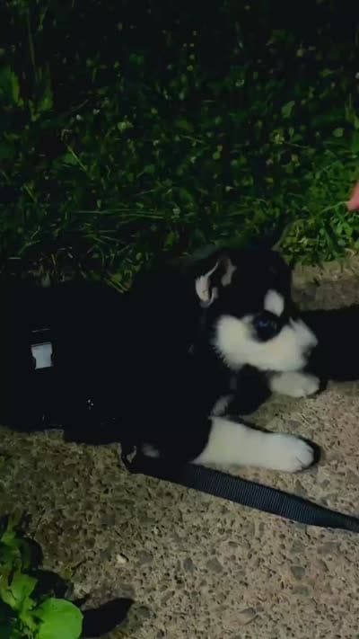 Mia, a female Siberian Husky for sale in Allentown, PA – 4 of 6