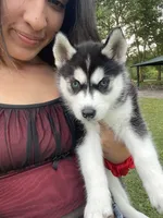 Mia, a female Siberian Husky for sale in Allentown, PA – 3 of 6