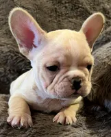Dorian, a male French Bulldog for sale in Bolivar, MO – 5 of 10