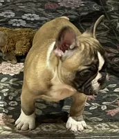 Flashy tri color boy, a male French Bulldog for sale in Bolivar, MO – 2 of 10