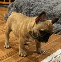 T.T., a male French Bulldog for sale in Bolivar, MO – 8 of 10