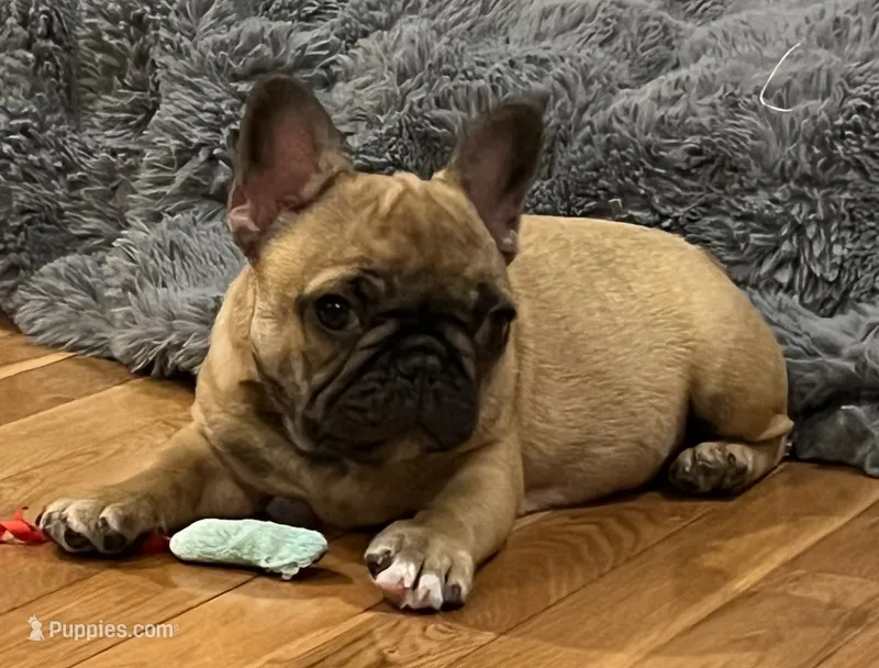 T.T. – French Bulldog puppy for sale in Bolivar, MO