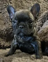 Darci, a female French Bulldog for sale in Bolivar, MO – 3 of 10