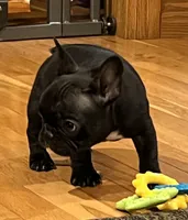 Fifi, a female French Bulldog for sale in Bolivar, MO – 4 of 10