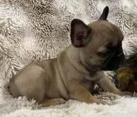Vanna, a female French Bulldog for sale in Bolivar, MO – 5 of 10